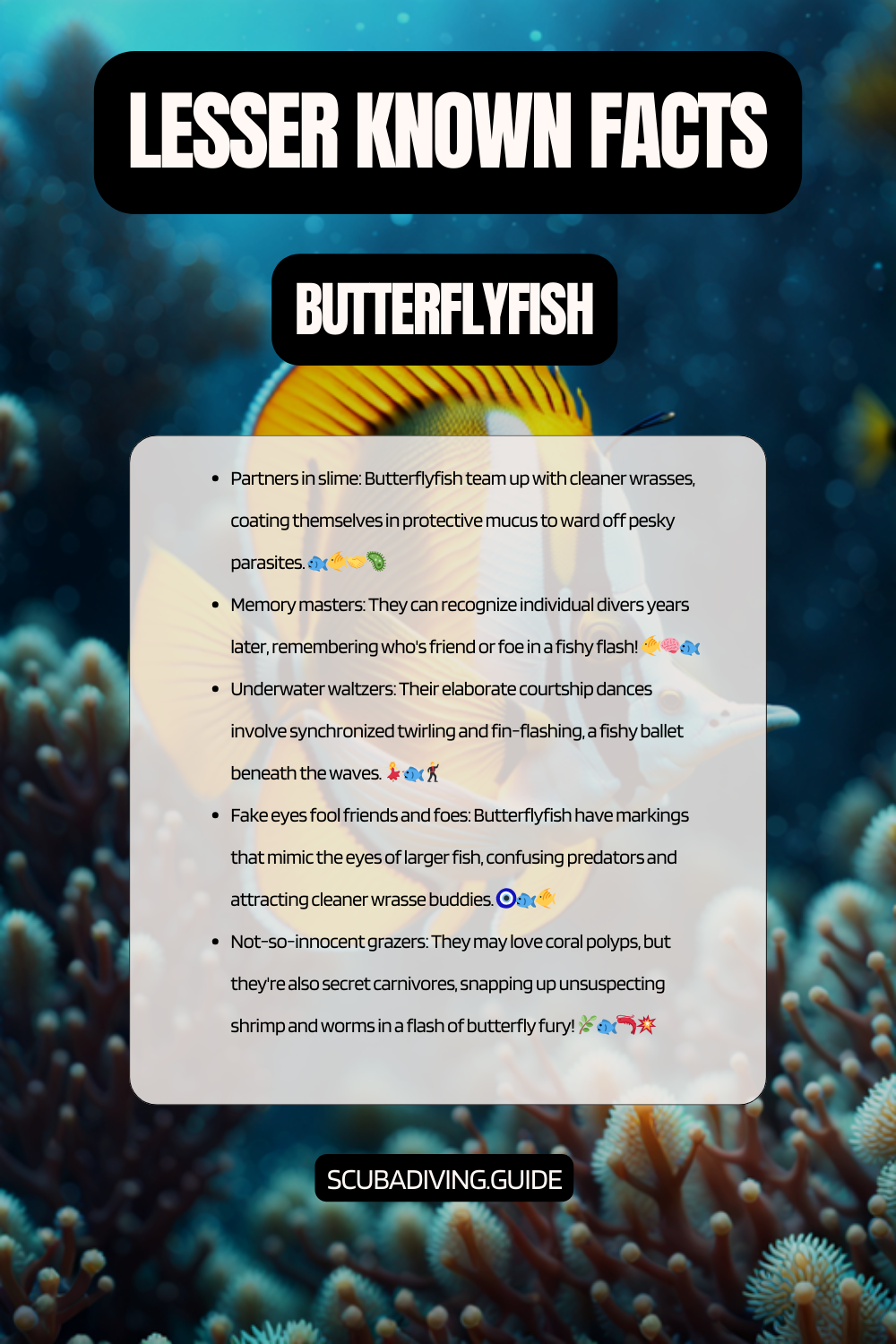 lesser known facts butterflyfish