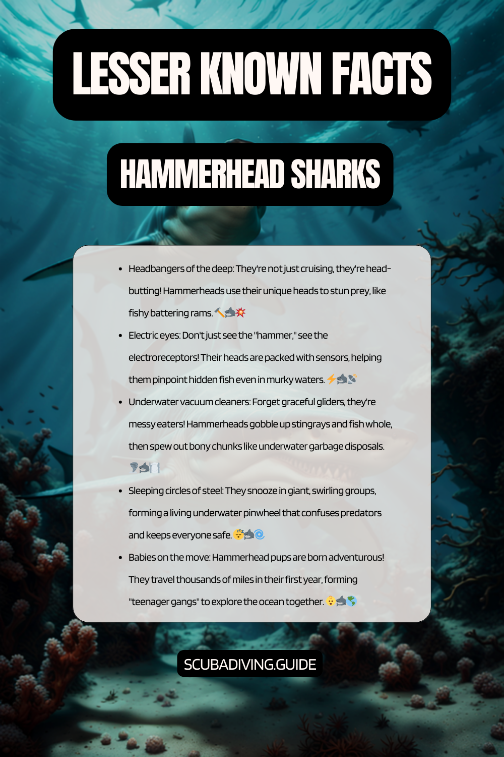 lesser known facts hammerhead sharks